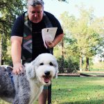 Murray the Sheepadoodle